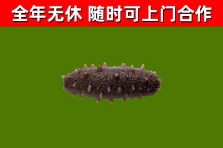 北碚区回收海参干